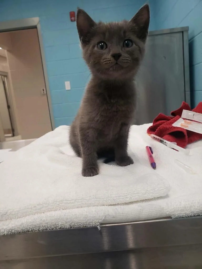A baby medium-sized female Gray / Blue / Silver Domestic Short Hair cat named Ivy for adoption in Frankfort, KY