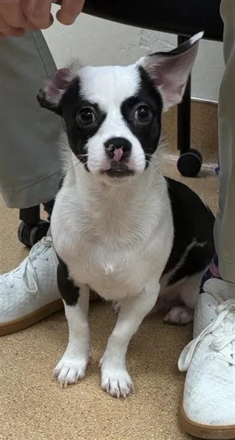 A young small-sized male Terrier dog named Kirkland for adoption in San Antonio, TX