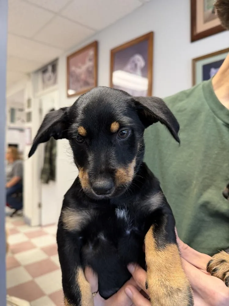 A baby small-sized female Tricolor (Brown, Black, & White) Rottweiler dog named Taylor for adoption in Ontario, CA