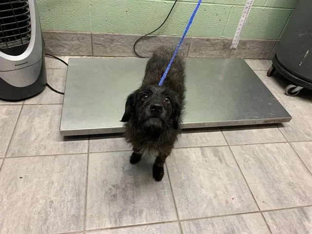 An adult medium-sized male Terrier dog named Cabbage for adoption in Grand Prairie, TX