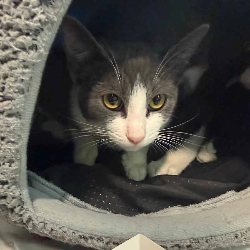 A young medium-sized female Gray / Blue / Silver Domestic Short Hair cat named Harvest for adoption in Hawthorne, CA