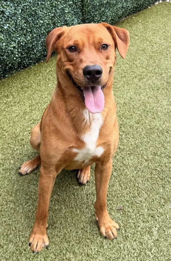 A young medium-sized male Labrador Retriever dog named Henry for adoption in Canton, GA