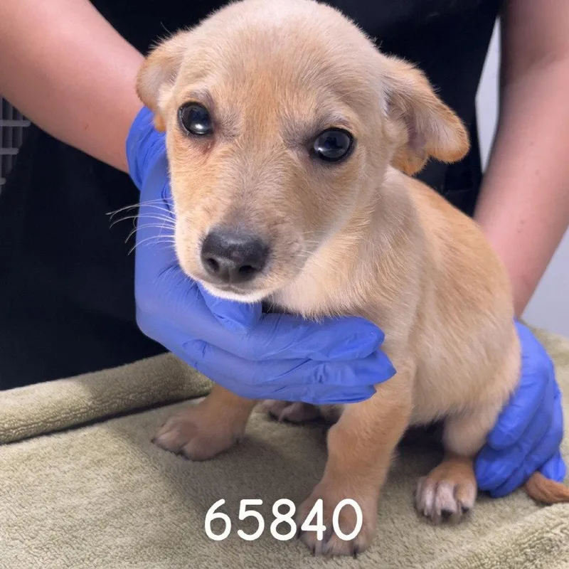 A baby small-sized male Dachshund dog named Zuno for adoption in Chico, CA