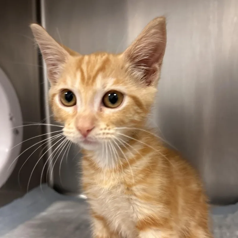 Mr. Meowie Pants