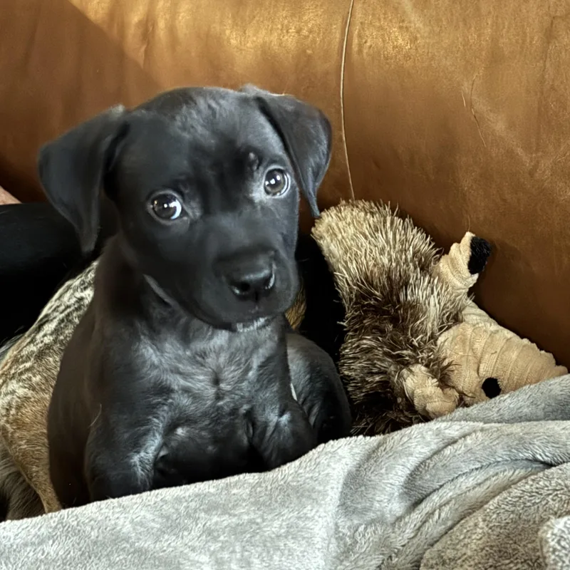 A baby medium-sized female Black American Staffordshire Terrier dog named Stevie Girl for adoption in Rock Hill, SC