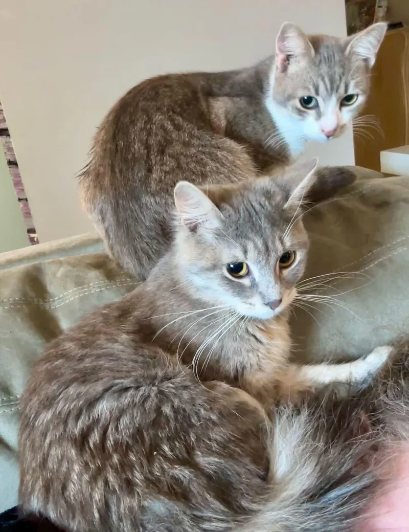 A baby medium-sized male Tabby (Gray / Blue / Silver) Domestic Short Hair cat named Junior for adoption in Beckley, WV