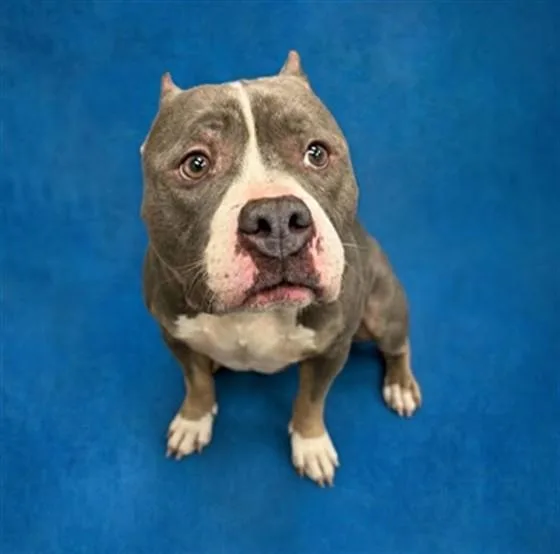 An adult medium-sized female Pit Bull Terrier dog named Fancy Little Lady for adoption in Peoria, IL