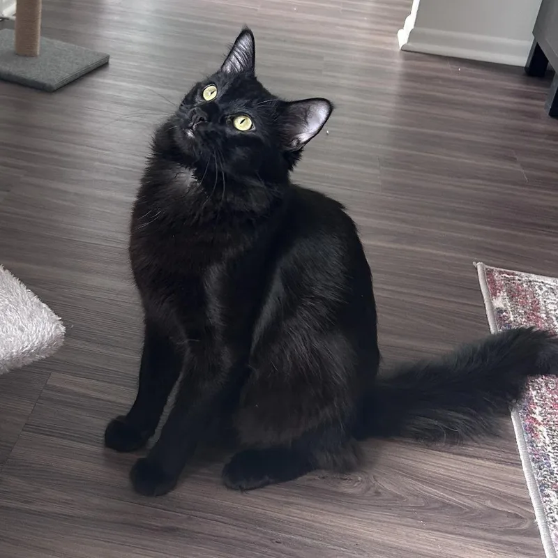An adult large-sized male Black Domestic Medium Hair cat named Cash for adoption in Brookfield, WI