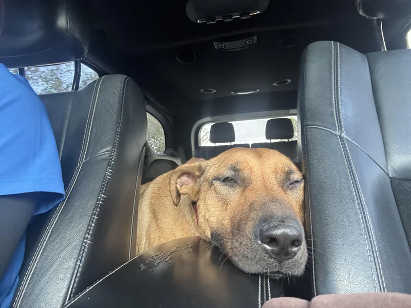 An adult medium-sized female Red / Chestnut / Orange Black Mouth Cur dog named Sabrina for adoption in Pompano Beach, FL