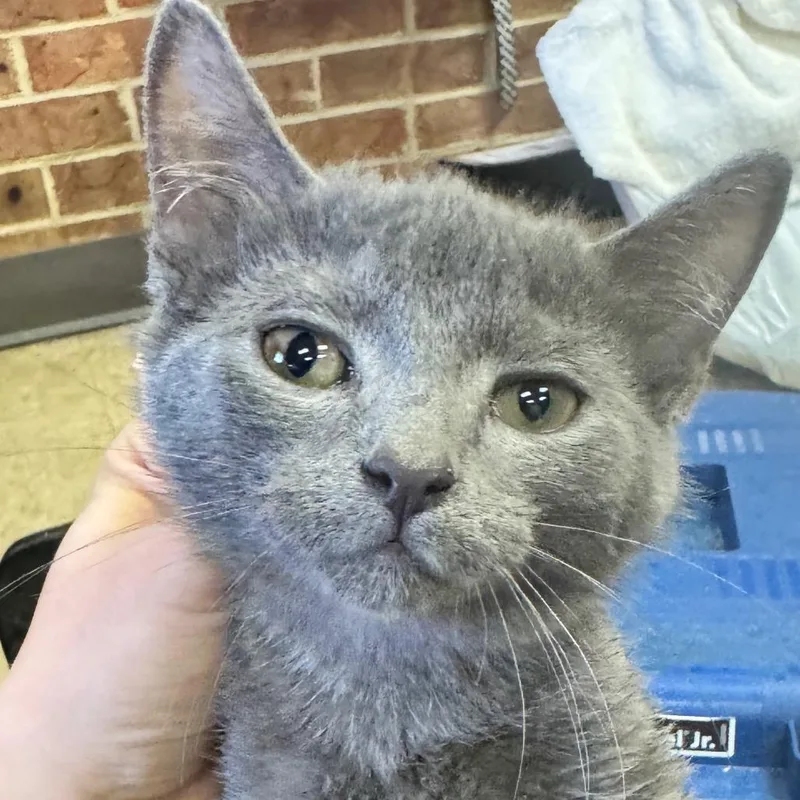 Nala