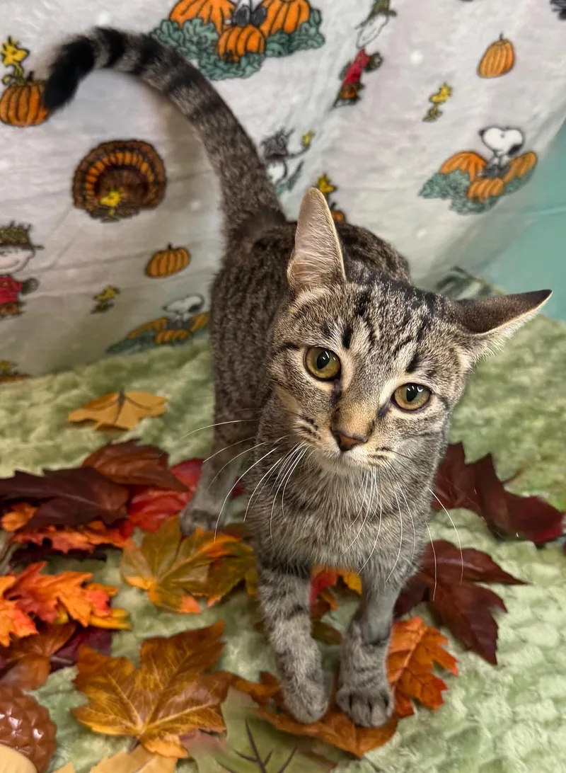 A young medium-sized female Domestic Short Hair cat named Monkey for adoption in Wetumpka, AL