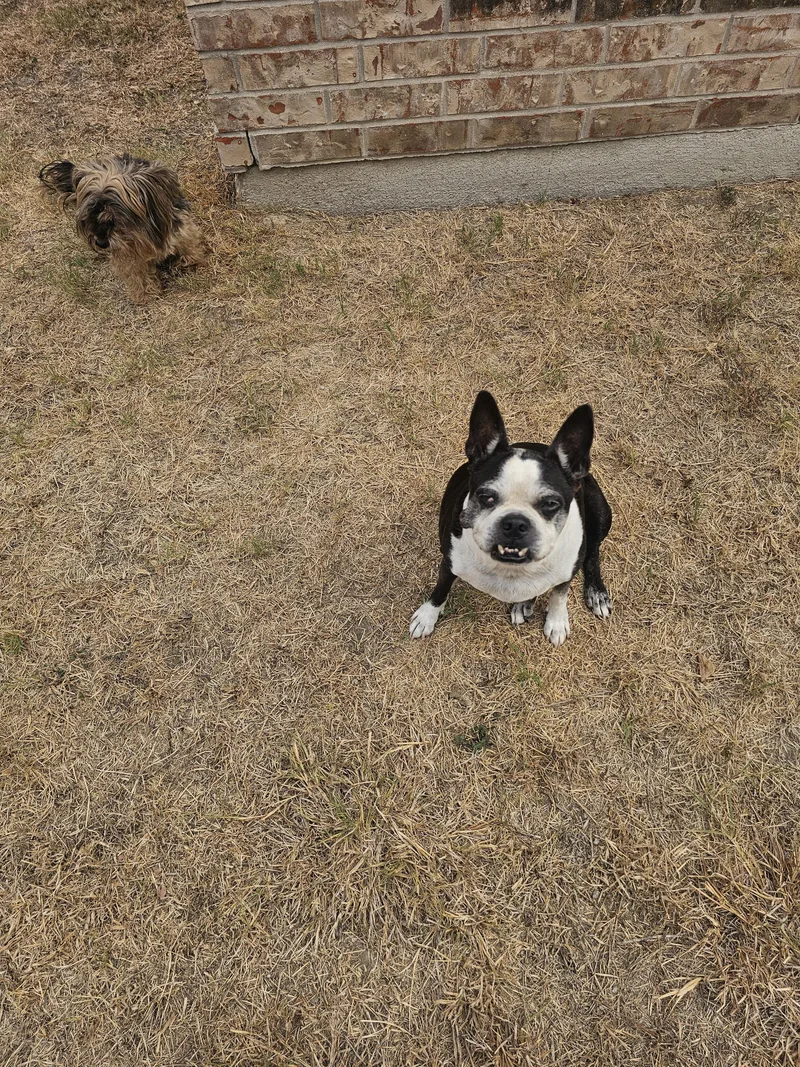 A senior medium-sized female Boston Terrier dog named Murphy for adoption in Van Vleck, TX