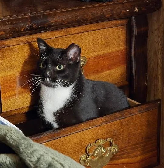 Miss Sox thumbnail 2