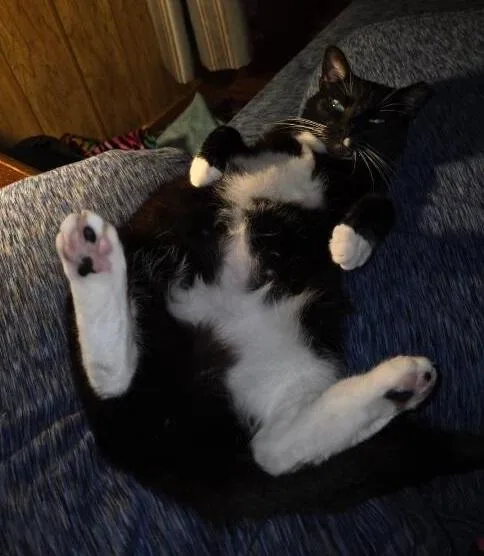 Miss Sox thumbnail 3