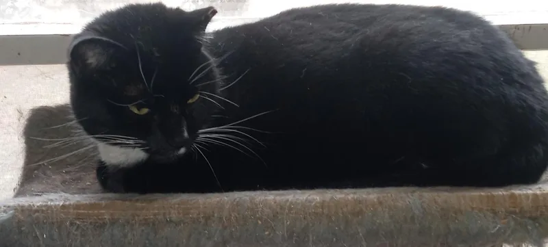 Miss Sox thumbnail 4