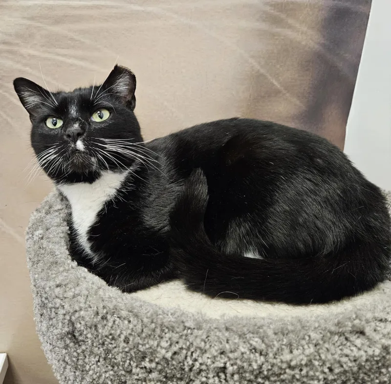 Miss Sox thumbnail 5