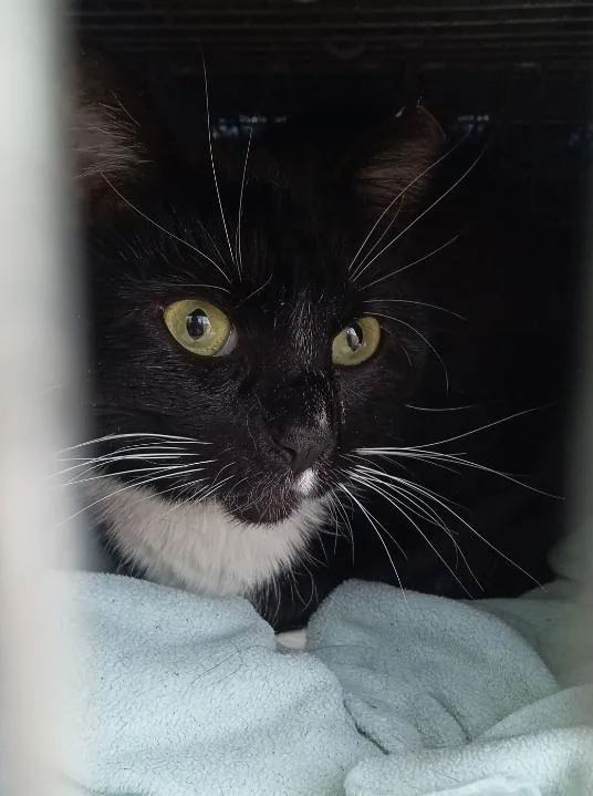 Miss Sox thumbnail 6