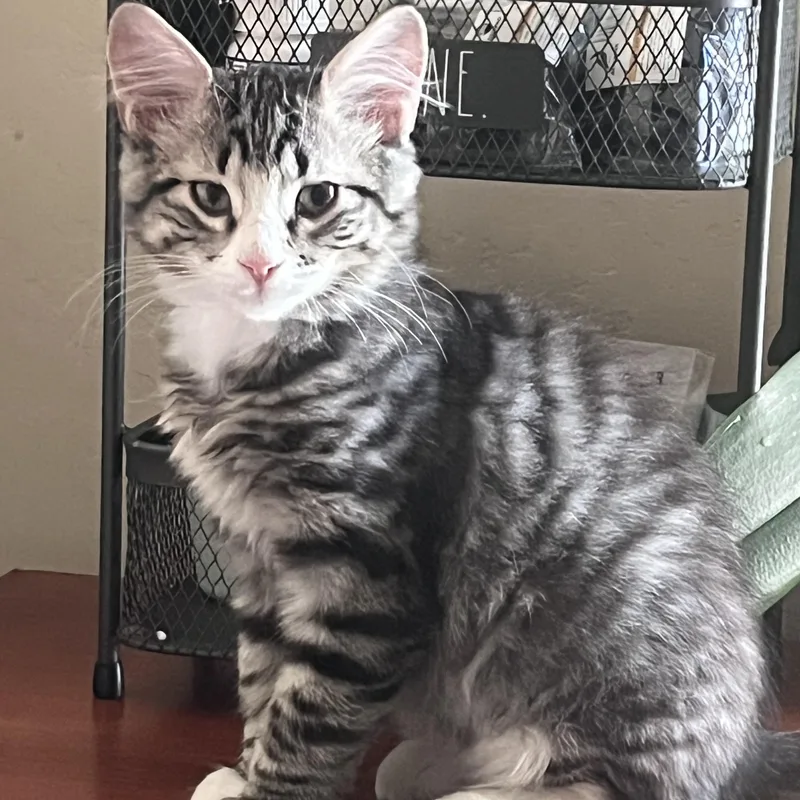 A baby medium-sized male Domestic Short Hair cat named Petey for adoption in Medford, OR