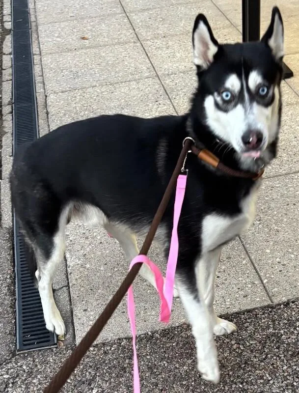 An adult large-sized male Black Mixed Breed dog named Moon for adoption in Cincinnati, OH