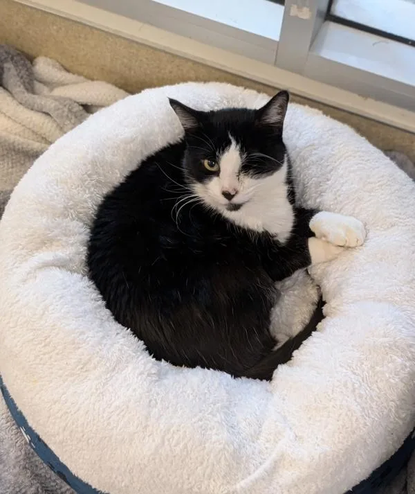 An adult small-sized female Domestic Short Hair cat named Margot for adoption in Santa Rosa, CA