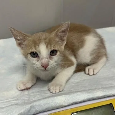 A baby small-sized male Domestic Short Hair cat named George for adoption in Tampa, FL