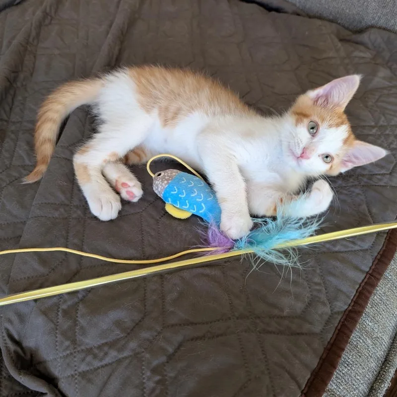 A baby small-sized male Orange / Red Domestic Short Hair cat named Animal for adoption in Brownsboro, AL