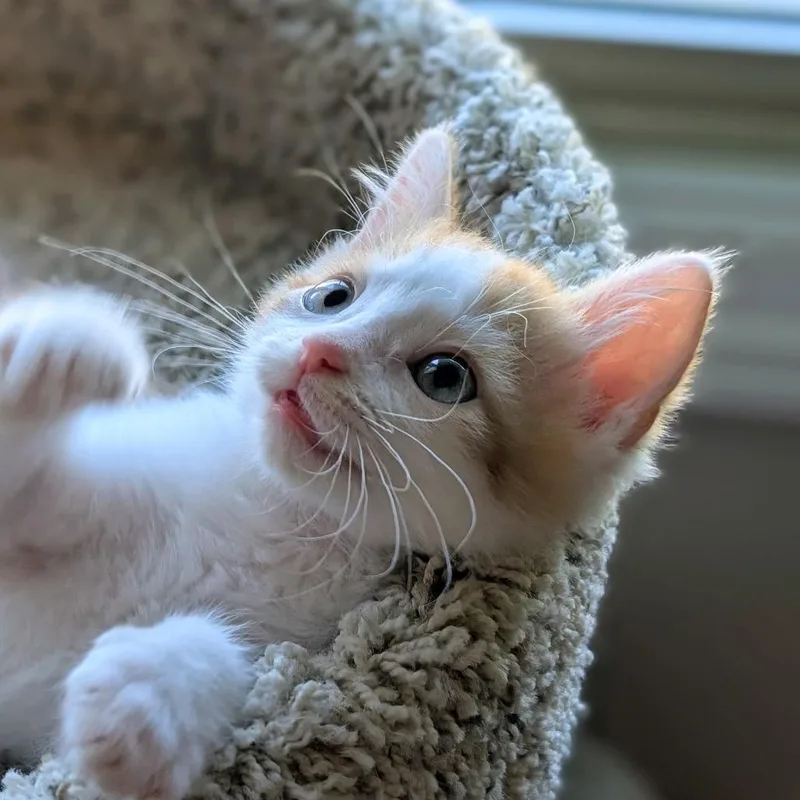 Animal thumbnail 3