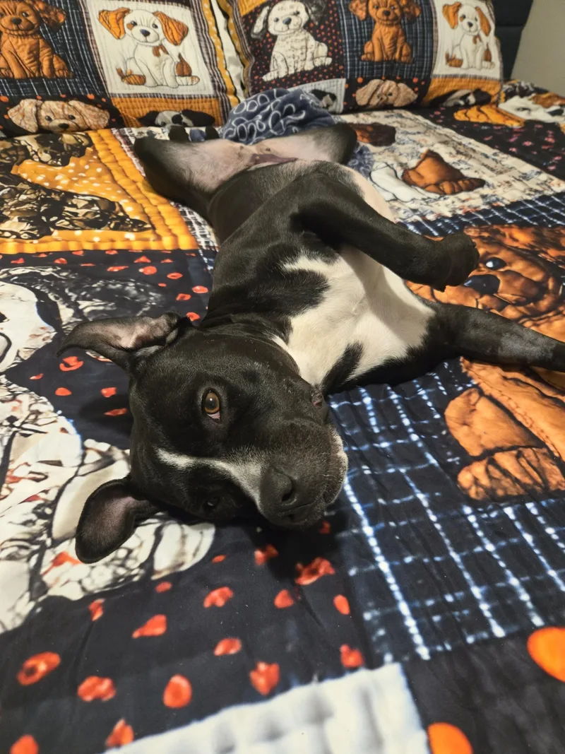 Mama Bear thumbnail 2