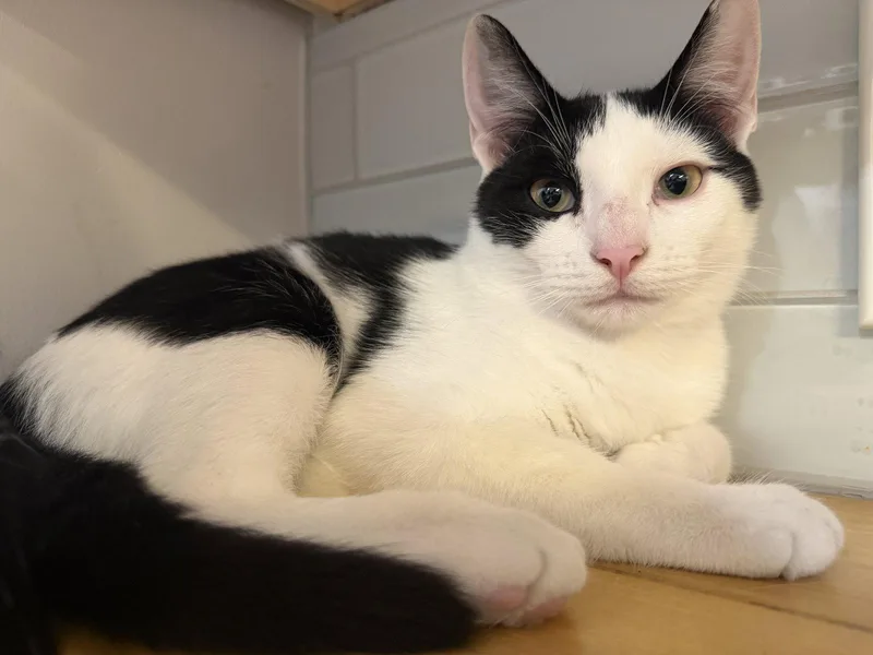 A baby medium-sized male Black & White / Tuxedo Domestic Short Hair cat named Jagger wHendrix for adoption in Stewartsville, NJ