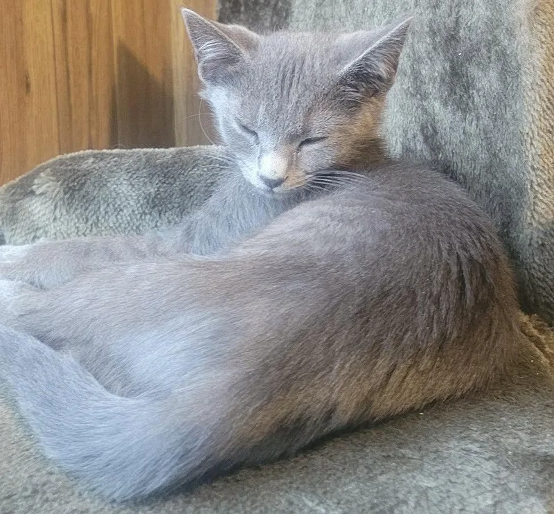 A baby medium-sized female Gray / Blue / Silver Domestic Short Hair cat named Opportunity  Visit At for adoption in Rustburg, VA