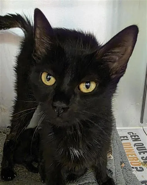 A young medium-sized female Domestic Short Hair cat named Amora for adoption in San Antonio, TX