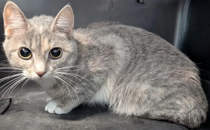 An adult small-sized female Domestic Short Hair cat named Usagi for adoption in Evansville, IN