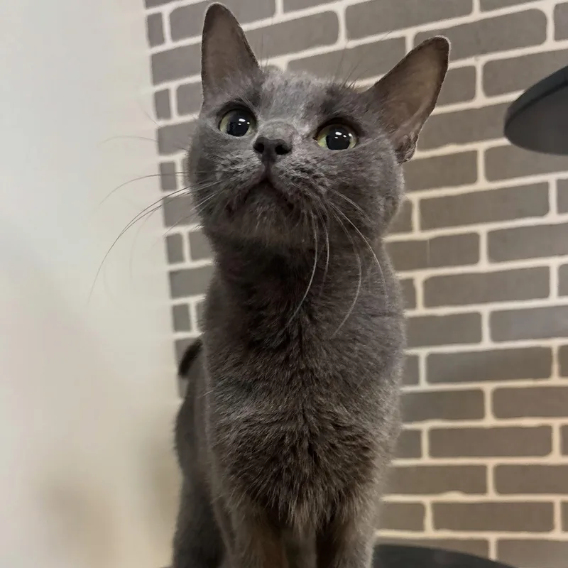 A young medium-sized male Gray / Blue / Silver Domestic Short Hair cat named Sage at Fat Cat for adoption in Tallahassee, FL