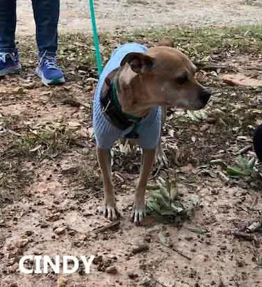 An adult small-sized female Feist dog named Cindy for adoption in Washington, GA