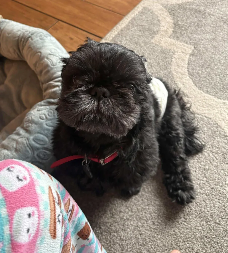 An adult medium-sized male Shih Tzu dog named Codey for adoption in Cliffwood, NJ