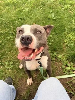 An adult large-sized male Gray / Blue / Silver Pit Bull Terrier dog named Neptune for adoption in Kansas City, MO