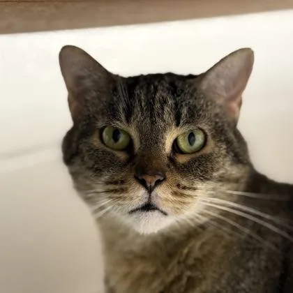 An adult small-sized female Domestic Short Hair cat named Fuzzibottoms for adoption in Largo, FL