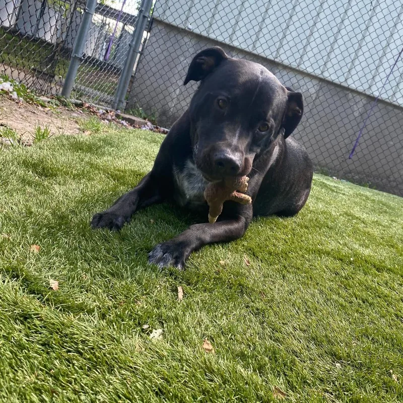 An adult large-sized male Black Mixed Breed dog named Berries for adoption in Davenport, IA