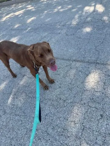 An adult large-sized female Brown / Chocolate Chocolate Labrador Retriever dog named Blanche for adoption in Benbrook, TX