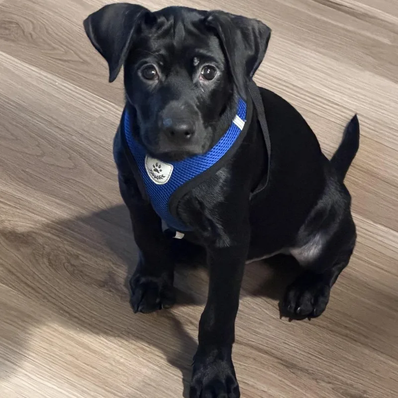 A baby medium-sized male Black Labrador Retriever dog named Tyson for adoption in Newark, NJ