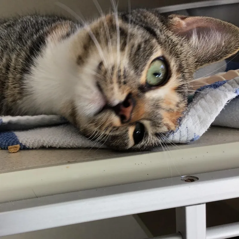 A baby medium-sized female Gray / Blue / Silver Domestic Short Hair cat named Rosie for adoption in Redwood City, CA