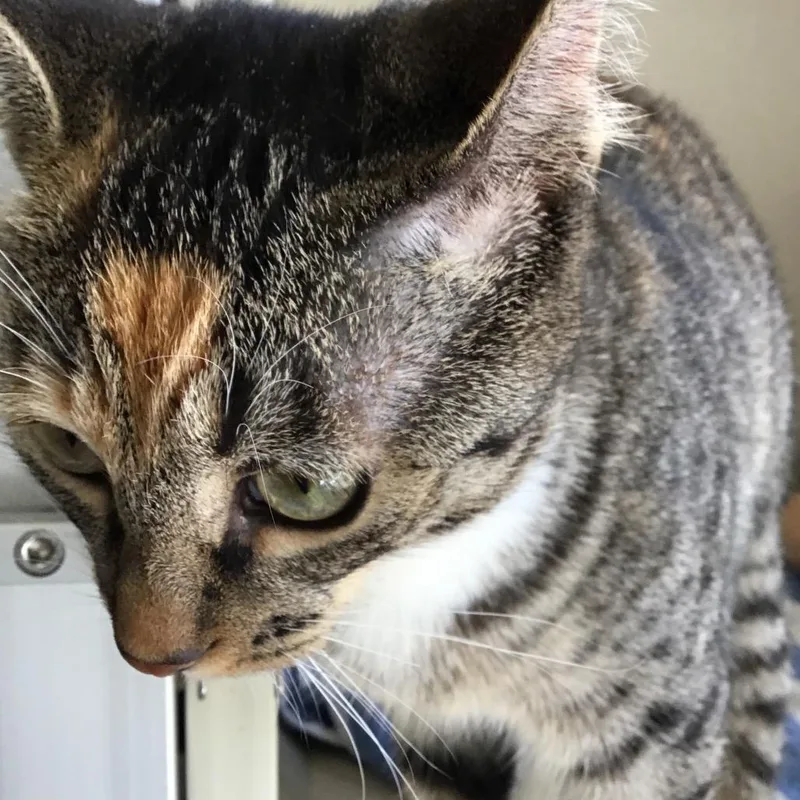 Rosie thumbnail 3