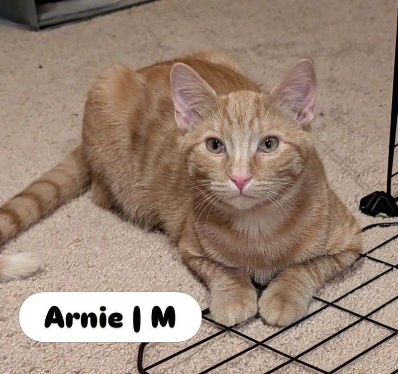 A young medium-sized male Domestic Short Hair cat named Arnie for adoption in McDonald, PA