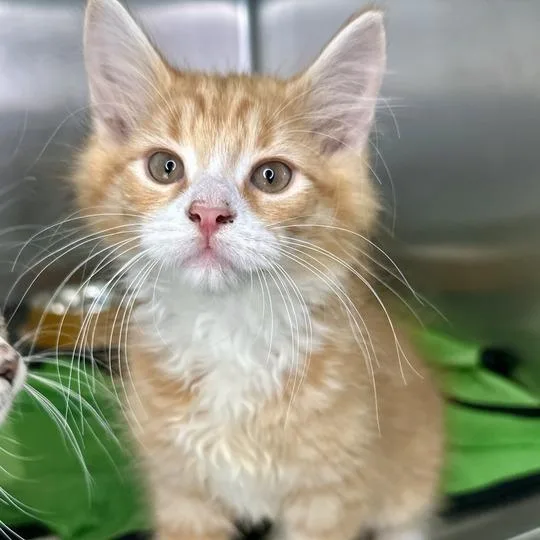 A baby small-sized male Orange / Red Domestic Medium Hair cat named Bert for adoption in Matteson, IL