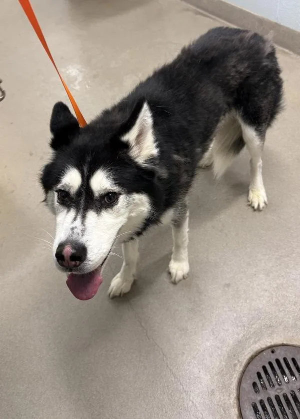 An adult medium-sized male Siberian Husky dog named Poe for adoption in Millersville, MD