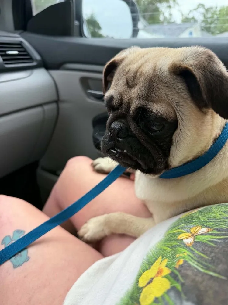 Pugsy thumbnail 2