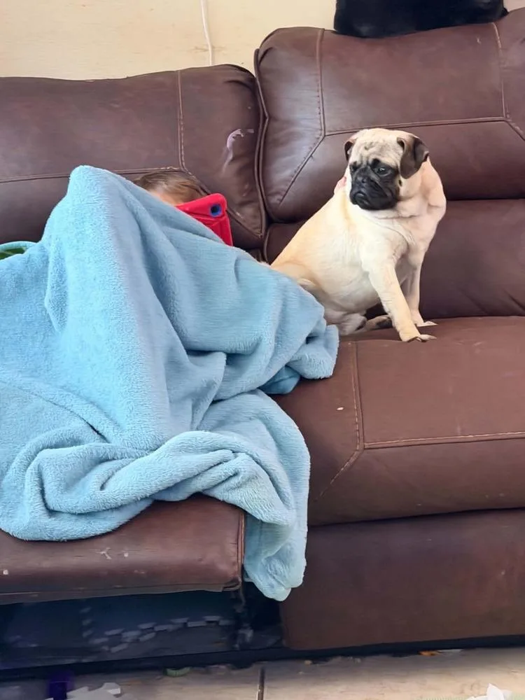 Pugsy thumbnail 3