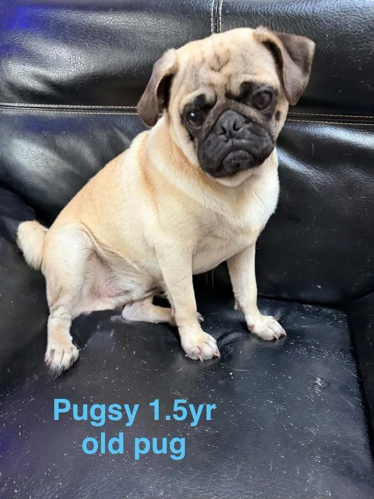 Pugsy thumbnail 4