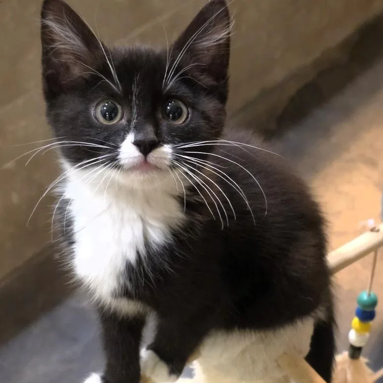 A baby small-sized female Black Domestic Short Hair cat named Cassie Purcell for adoption in Morrison, CO