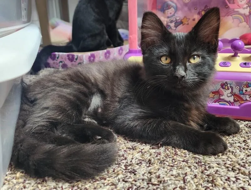 A young medium-sized male Black Domestic Medium Hair cat named Bassoon for adoption in Arlington, WA